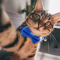thumbnail image 5 of Cat Collar with Bow Tie and Bell Soft Adjustable for Kitten Small Pet Solid Pure Color Quick Release Buckle for Small Dogs Basic Wedding Collar, 5 of 7