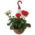 thumbnail image 4 of planta geranio malvon, 4 of 6