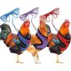 thumbnail image 1 of Newway Dww-3 Pieces Adjustable Chicken Harness And Leash compatible Hen Roosters Comcompatibletable Hen Pet Vest With Matching Belt Breathable Chicken, 1 of 5