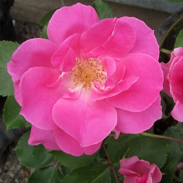 Heirloom Roses Carefree Beauty™ Hardy Rose Plant Pink Rose Bushes