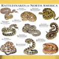 thumbnail image 3 of CafePress - Rattlesnakes Of North America Light T Shirt - Light T-Shirt - CP, 3 of 4