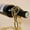 Gold, variant on Creative Metal Chain Suspension Floating Illusion Wine Rack Bottle,Magic Rope Wine Rack,Magic Novelty Single Red Wine Bottle Stand for Bar&Home Decoration(Gold)