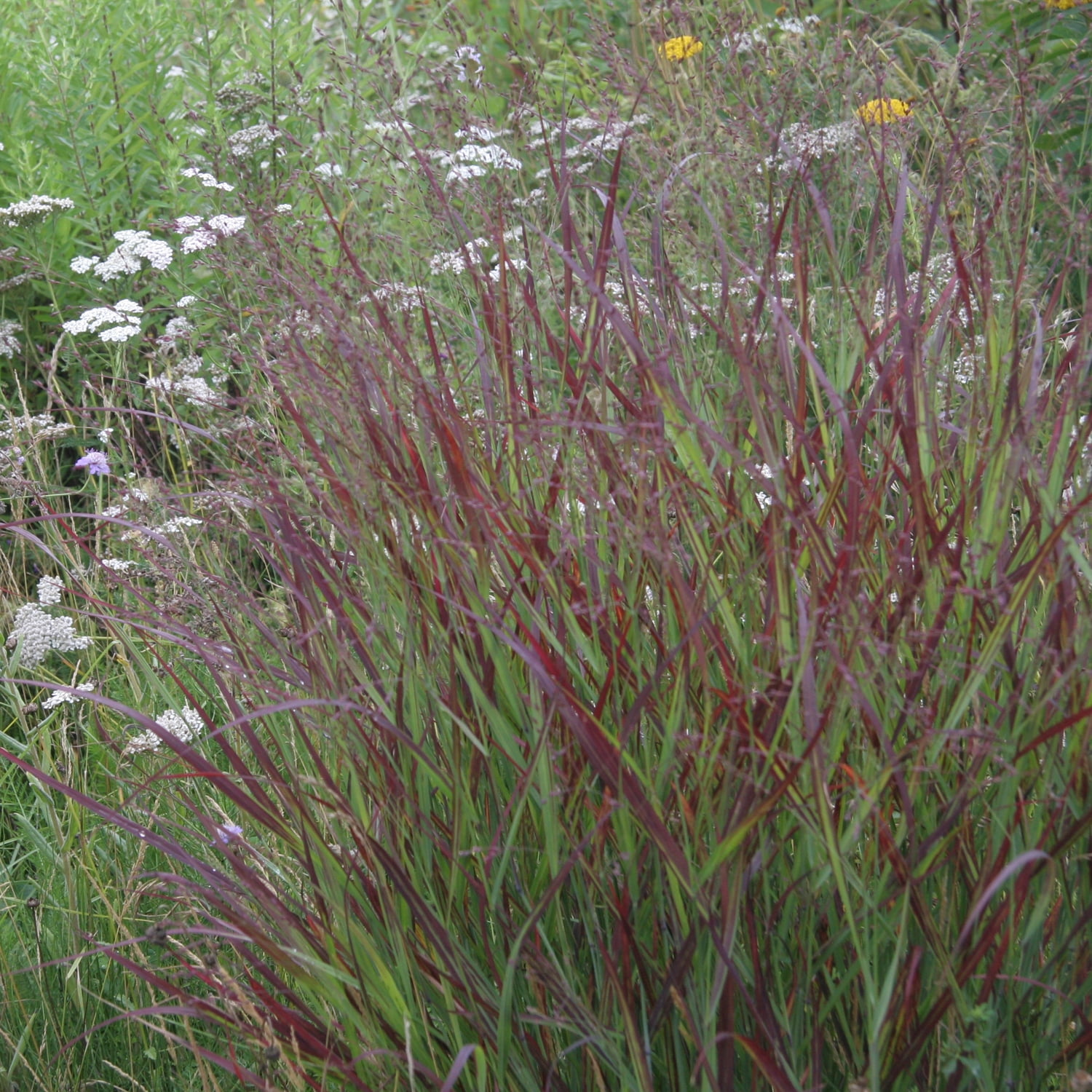 Van Zyverden Ornamental Grass Red Switch Grass One 3.25" Potted Plant Red Partial Sun Ornamental/Decorative 1 lb