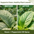 thumbnail image 4 of Neem & Peppermint Plant Spray for Garden, Vegetables & Indoor Plants – Botanical Leaf Care Mist, Supports Clean Healthy Leaves, Ready-to-Use Garden Spray for Fruits, Herbs & Houseplants, 4 of 7