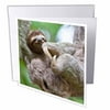 3dRose Brown-Throated Sloth wildlife, Corcovado Costa Rica - SA22 JGS0021 - Jim Goldstein - Greeting Cards, 6 by 6-inches, set of 12