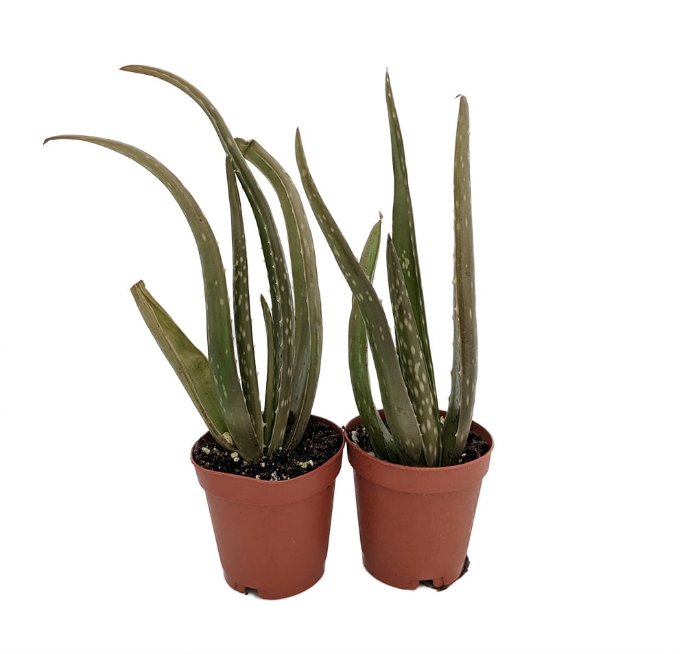 Aloe Vera Medicine Plant Burn Plant Natural Healer