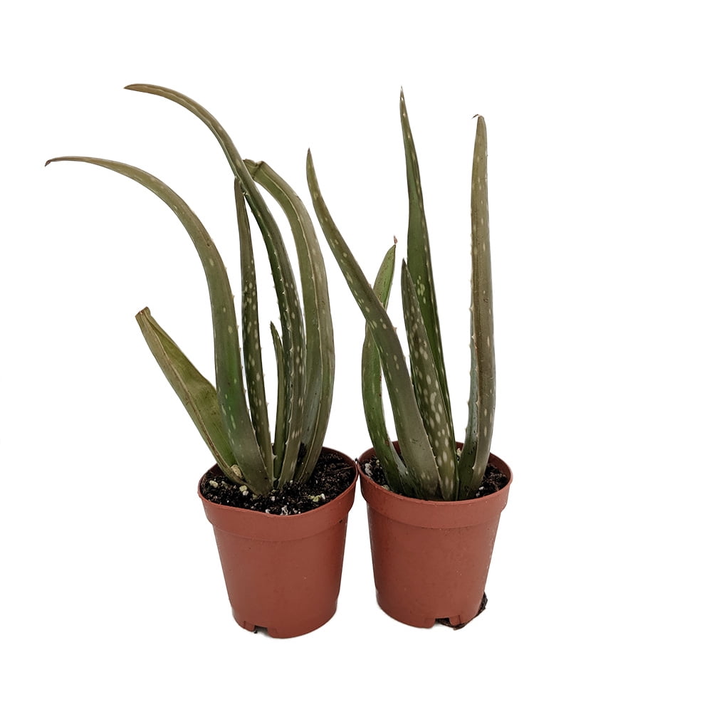 Aloe Vera Medicine Plant Burn Plant Natural Healer 2 Plants / 2