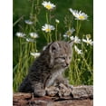 thumbnail image 2 of Jaynes Gallery 15x18 Gold Ornate Wood Framed with Double Matting Museum Art Print Titled - Montana Baby bobcat close-up, 2 of 4