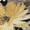 Black, variant on Addison Rugs Chantille Indoor/Outdoor Transitional Floral Black Washable Rectangle Rug, 10' x 14'