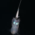 thumbnail image 3 of Señuelos de pesca LED Luminous Squid Jigs Señuelo de pesca 8 garras Accesorio de aparejos de peces Hugtrwg  Para estrenar, 3 of 6