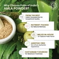 thumbnail image 3 of Pride of India – Amla Powder – Gourmet Spice – Tangy & Savory – Pure Indian Gooseberry Ground – Antioxidant Rich – GMO/Gluten Free – Easy to Use – 8 oz. Medium Dual Sifter Jar, 3 of 7