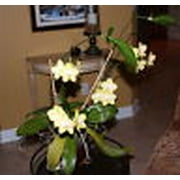Orchid Love Organic Orchid Fertilizer Food Bloom Booster 1 Quart (32oz) Liquid Concentrate - Best Natural Fertiliser