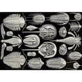 thumbnail image 2 of CafePress - Haeckel Trilobite Mug - 11 oz Ceramic Mug - Novelty Coffee Tea Cup, 2 of 3