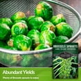 thumbnail image 3 of 5 Packs Long Island Improved Brussels Sprouts Seeds - Non-GMO Heirloom Full Sun Biennial Vegetable, 3 of 6