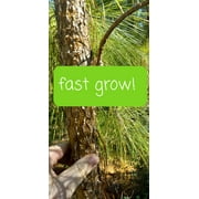 50 Organic loblolly pine tree seedlings saplings 10-20 Very Fast Grow Rate 