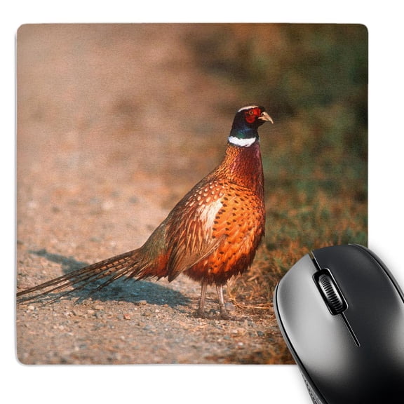 3dRose, Ring necked pheasant on a country road, Sacramento NWR, California, MousePad