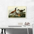 thumbnail image 2 of ARTCANVAS Ruddy Duck Canvas Art Print by John James Audubon - Size: 26" x 18" (0.75" Deep), 2 of 9