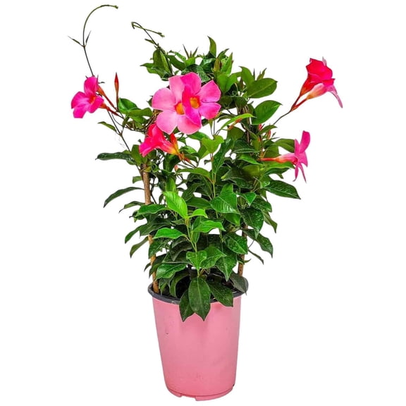 Tropical Plants of Florida 20" Pretty Pink Dipladenia Live Plants in 6" Planter
