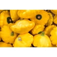 thumbnail image 3 of 10 Seeds Golden YELLOW Bush SCALLOP SQUASH (Patty Pan / Paty Pan / Squanter Squash) Summer Cucurbita Pepo Vegetable Seeds, 3 of 10