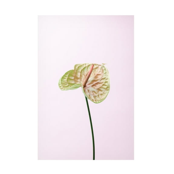 Trademark Fine Art Pictufy Studio Flammingo Flower Canvas Wall Art