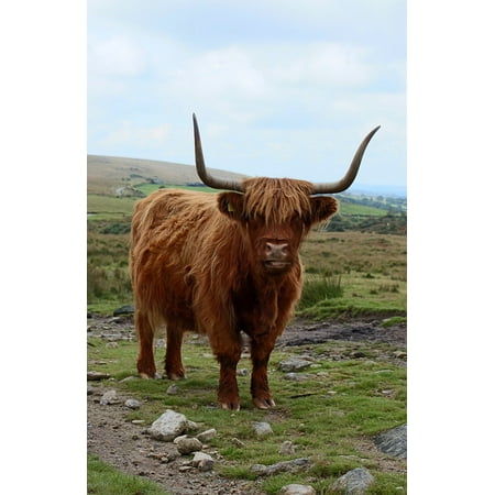 Canvas Print Nature Horns Grazing Cattle Furry Animal Cow Stretched Canvas 10 x