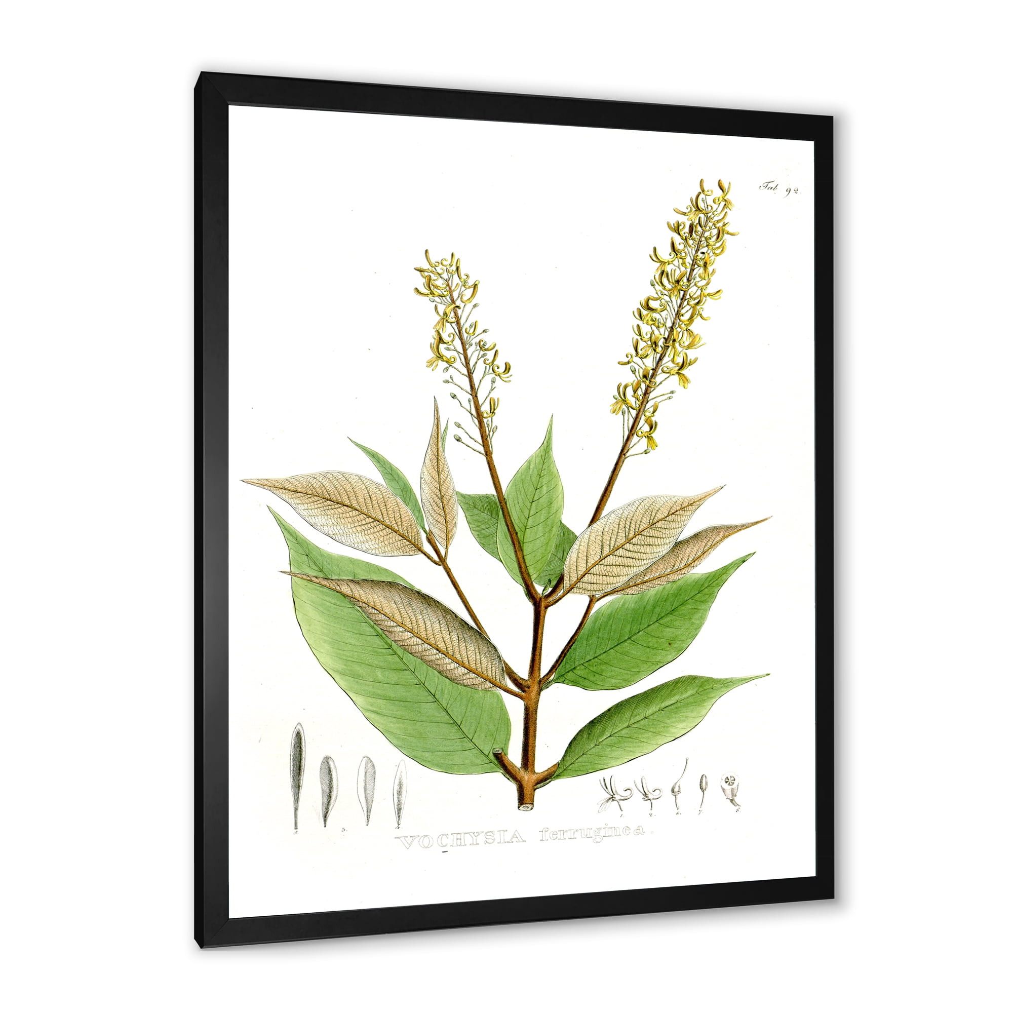 Designart 'Ancient Brazilian Plant V' Traditional Framed Art Print