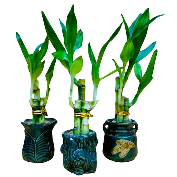 3 Pack Live Lucky Bamboo 4”4”6” Collection in Ceramic Vases