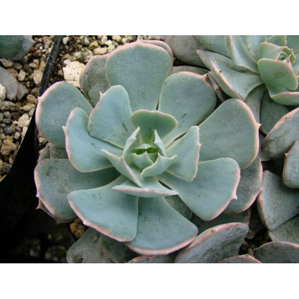 Caribbean Blue Desert Rose Echeveria 2.5" Pot Easy to Grow Succulent