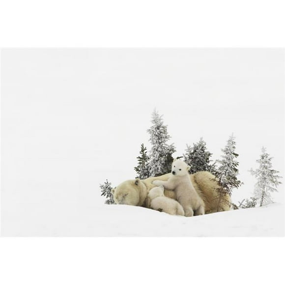 Posterazzi DPI1881242 Polar Bear Ursus Maritimus Mother & Her Cubs Playing In The Snow In Wapusk National Park - Churchill, Manitoba, Canada Poster Print, 17 x 11