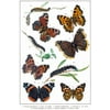 Vanessa Butterflies and Larva Illustration Butterfly Poster Vintage Poster Prints Butterflies in Flight Wall Decor Butterfly Illustrations Insect Art Cool Wall Art Print Poster 12x18