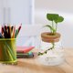 thumbnail image 4 of Jardinera de cristal de escritorio 2 unids Chic Hydroponics Jase Junter Glass Jase para el hogar, 4 of 6