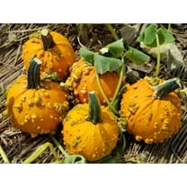 10 Baby Bumps Pumpkin Seeds for Planting - Smally Warty Fruits