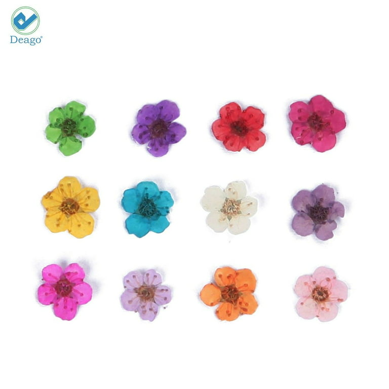 Nail Art Design - Set of 12 Color Nail Dried Flowers – Nails Deal & Beauty  Supply