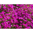 thumbnail image 4 of Seedville 400 Rainbow Rockcress Aubrieta Cultorum Flower Seeds, 4 of 11