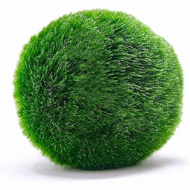 marimo°☆ 10 Marimo Moss Balls 2.5 cm, Simulated Green Algae Ball - Walmart.ca