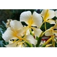 thumbnail image 1 of Hawaiian Flower Plant Roots - Bamboo Orchids - Hibiscus - Ginger -Ti Logs (White Ginger Root), 1 of 4