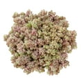 thumbnail image 2 of Sedum Dasyphyllum Minor Succulent (2"+ Clay Pot) - Tiny, Lovely, Easy to Care Succulent for Beginners - Live Healthy Succulent for Home Office, 2 of 9