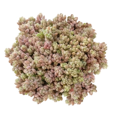 Sedum Dasyphyllum Minor Succulent (6"+ Plastic Pot) - Tiny, Lovely, Easy to Care Succulent for Beginners - Live Healthy Succulent for Home Office