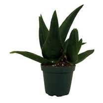 Pentagona Haworthia 2" pot - Hard to kill Succulent House Plant