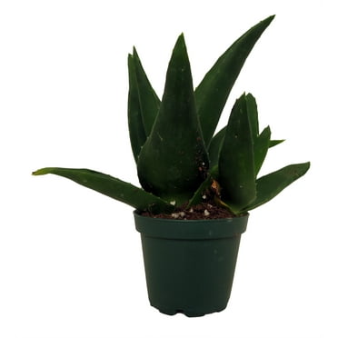 Pentagona Haworthia 2" pot - Hard to kill Succulent House Plant