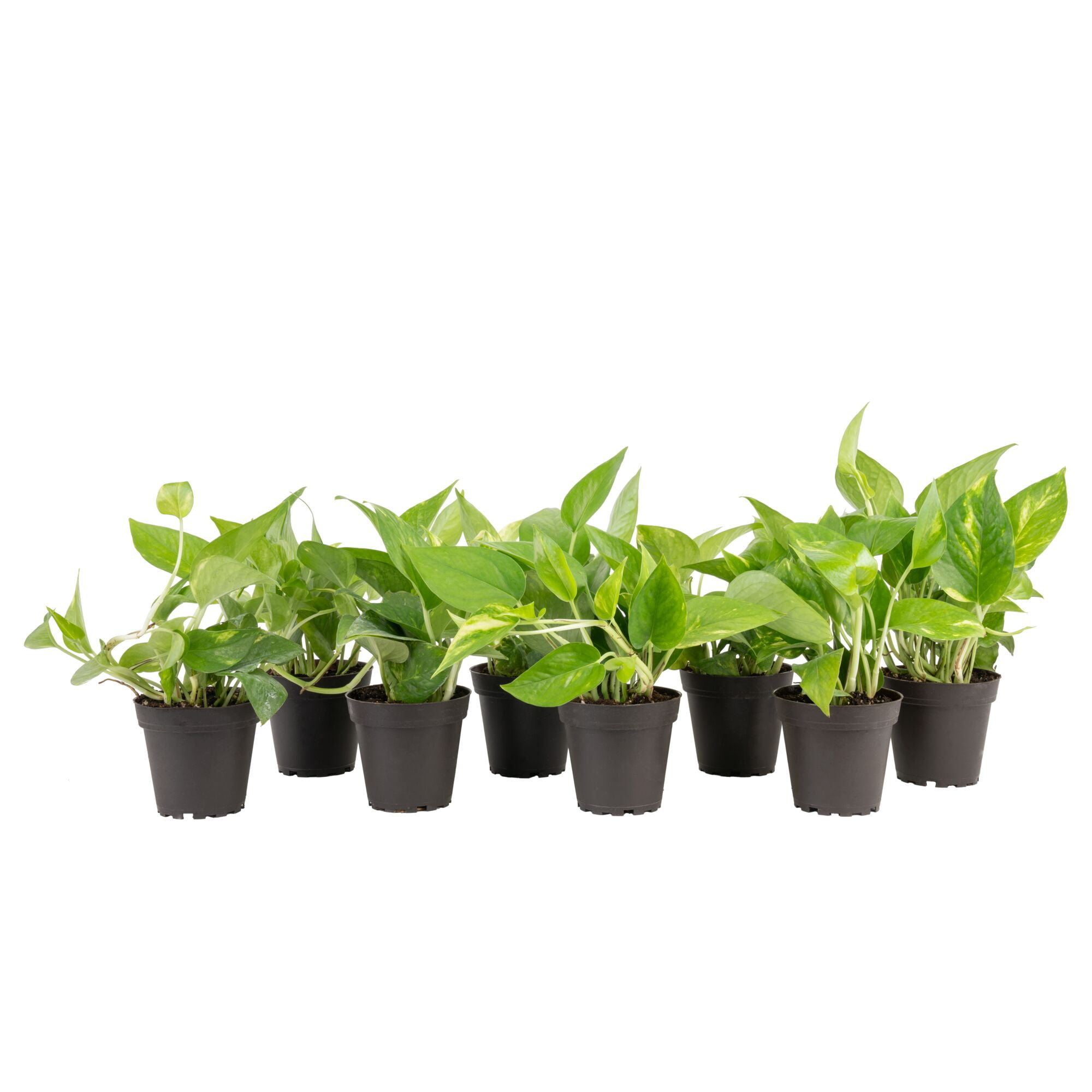 Costa Farms 8" Golden Pothos Live House Plants in 4" Grower Pot 4 (Count) -  Walmart.com