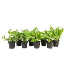 Costa Farms 8" Tall Exotic Angel Pothos Bright Indirect Sunlight, Live House Plants, 8-Pk