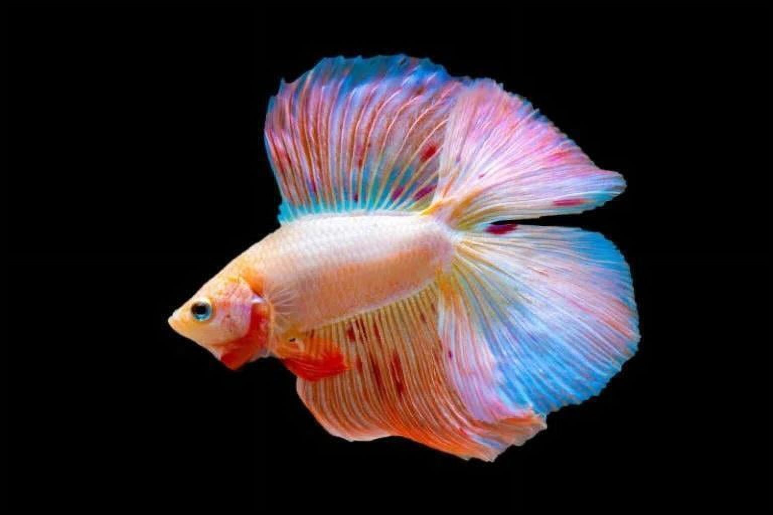 Premium Betta Fish Floating Pellets! - Color Enhancing - Promotes Fin Health…4-lb