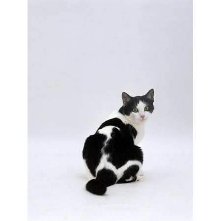 Domestic Cat, Black-And-White Female Rear View Looking Back Print Wall Art By Jane