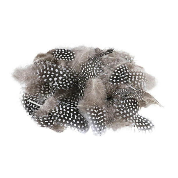 Elegante colección de plumas de aves con 50 impresionantes plumas para manualidades en el hogar