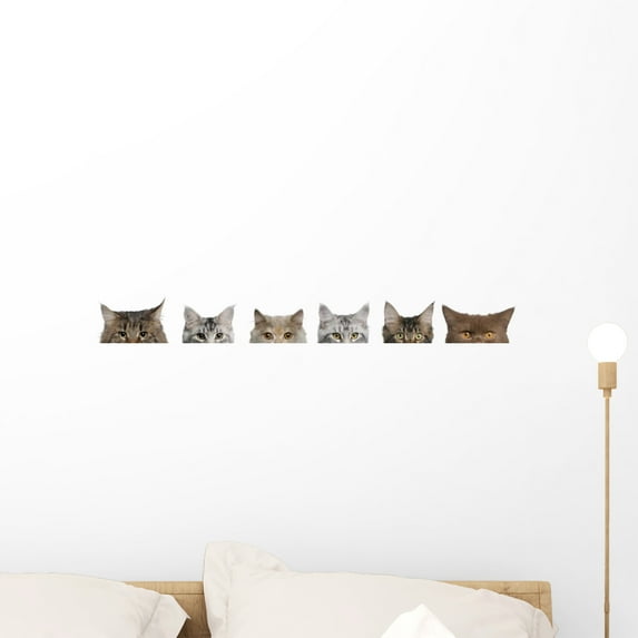 Maine Coon Cats Wall Decal by Wallmonkeys Peel and Stick Graphic (24 in W x 4 in H) WM271409