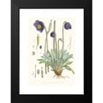 thumbnail image 2 of Walter Fitch Hood 11x14 Black Modern Framed Museum Art Print Titled - Meconopsis Simplifolia, H. F. and T. (1855), 2 of 5