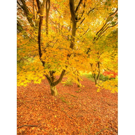 Autumn Foliage of Japanese Maple (Acer) Tree, England, Uk Print Wall Art By Jon