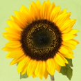thumbnail image 3 of CafePress - Sunflower T Shirt - Infant T-Shirt, 3 of 4