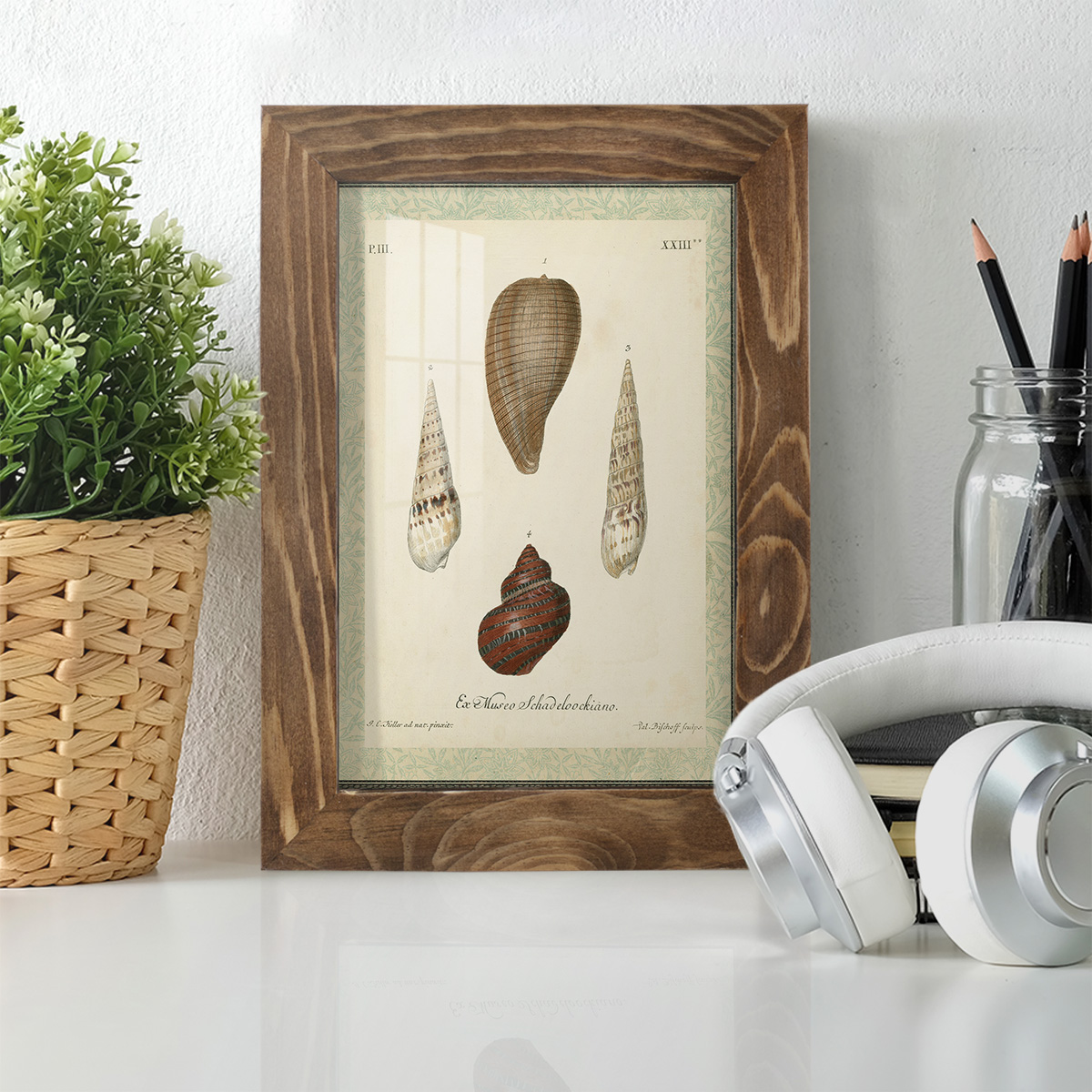 Bookplate Shells V - Framed Print w/glass - Walnut